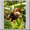 Sicus ferrugineus - Gemeine Breitstirnblasenkopffliege 09.jpg